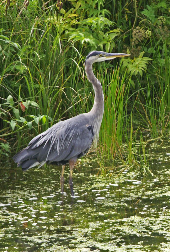 Blue Heron