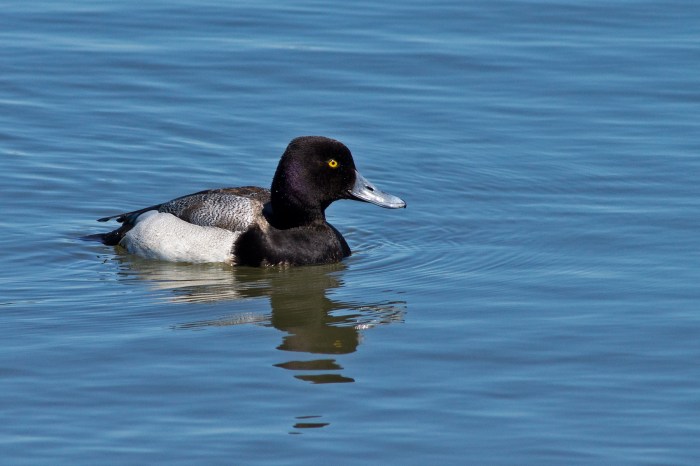Lesser Scaup